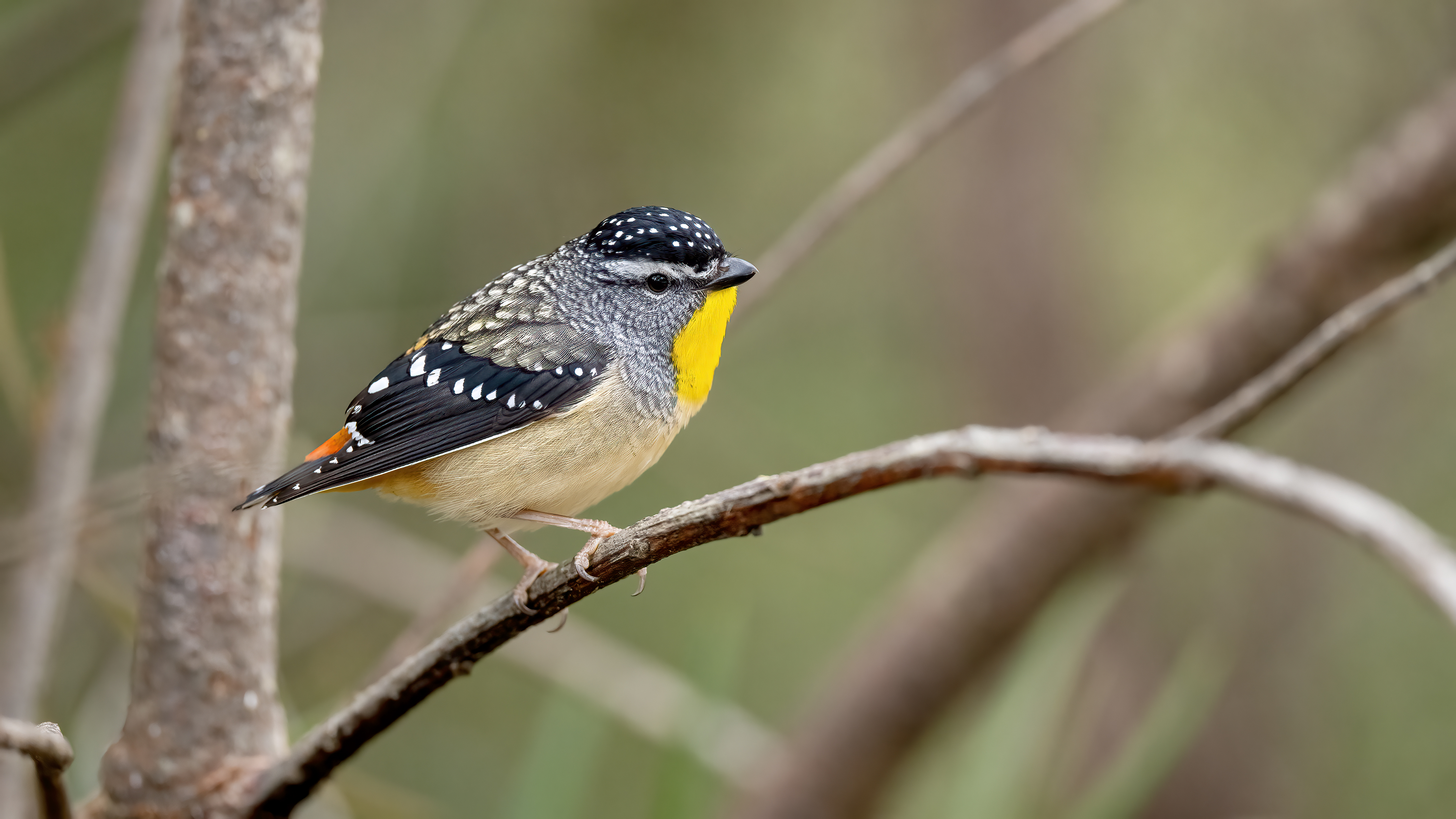 Spotted Pardalote — Ana fotoğraf